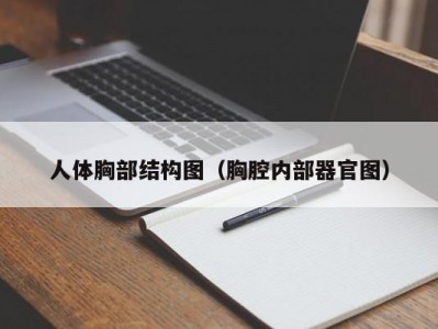 人体胸部结构图（胸腔内部器官图）